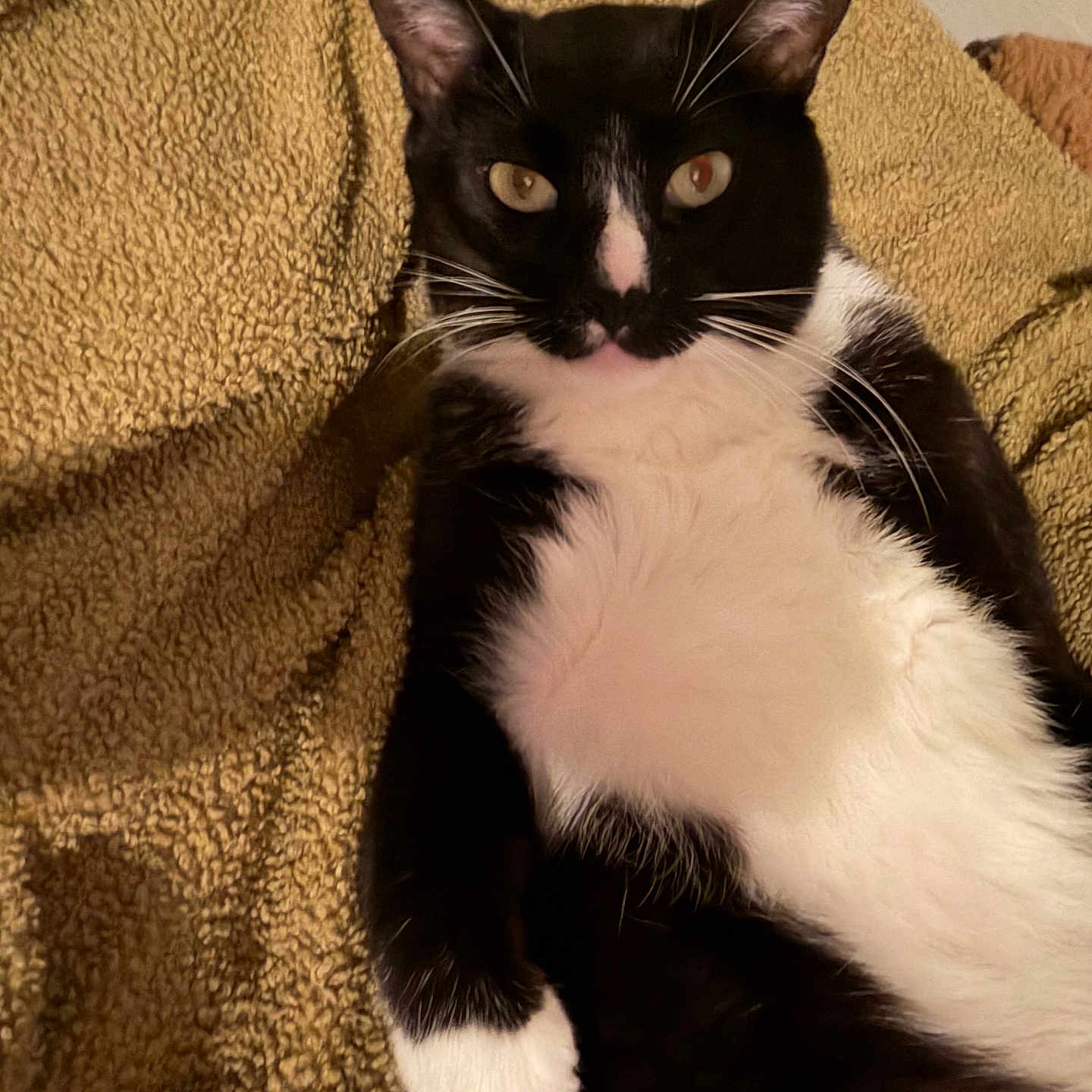 Loki