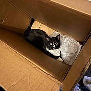 Loki is registered to the contest to win money with this photo: cat, box, cardboard, black_and_white, pet, animal, indoor, curious, looking_up, plastic, paper, cozy, feline, whiskers, ears, tail, paws, container, domestic, sitting