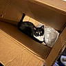 cat, box, cardboard, black_and_white, pet, animal, indoor, curious, looking_up, plastic, paper, cozy, feline, whiskers, ears, tail, paws, container, domestic, sitting