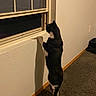 cat, black_and_white, indoor, window, night, shadow, carpet, pet_bed, curious, feline, standing, wall, window_blind, home, animal, looking_out, quiet, texture, domestic, curiosity