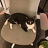 Loki is registered to the contest to win money with this photo: cat, tuxedo_cat, chair, office_chair, indoor, carpet, pet, animal, feline, black_and_white, resting, looking, alert, furniture, plush_toy, floor, cord, room, home, cozy