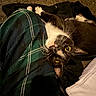 cat, tuxedo_cat, blanket, plaid, carpet, indoor, pet, feline, whiskers, fur, cozy, relaxed, domestic_animal, animal, cute, laying_down, looking_up, clothing, texture, warm_lighting