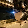 Loki is registered to the contest to win money with this photo: cat, tuxedo_cat, window, night, whiskers, close_up, curious, indoor, pets, animal, feline, windowsill, black_and_white, eyes, face, lighting, dark, reflection, house, lamp