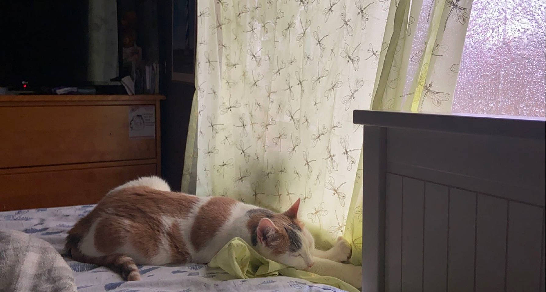 Gypsy joined the competition — help win amazing prizes! cabinetry, carnivore, cat, chest_of_drawers, comfort, companion_dog, curtain, dog_breed, domestic_short_haired_cat, fawn, felidae, hardwood, linens, room, small_to_medium_sized_cats, snout, sporting_group, tail, whiskers, wood