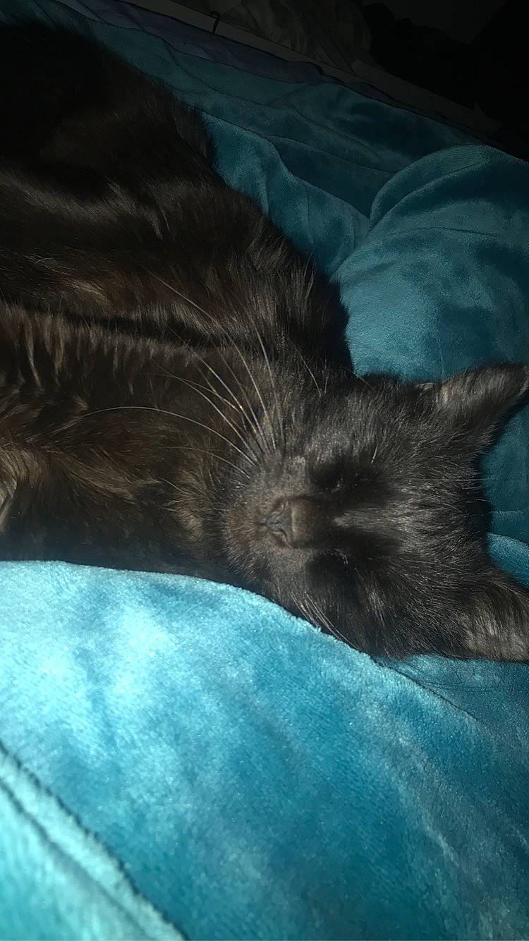 Lyon a rejoint le concours — aidez-le/la à gagner de superbes lots ! black_cat, carnivore, cat, felidae, fur, nap, sleep, small_to_medium_sized_cats, tail, whiskers