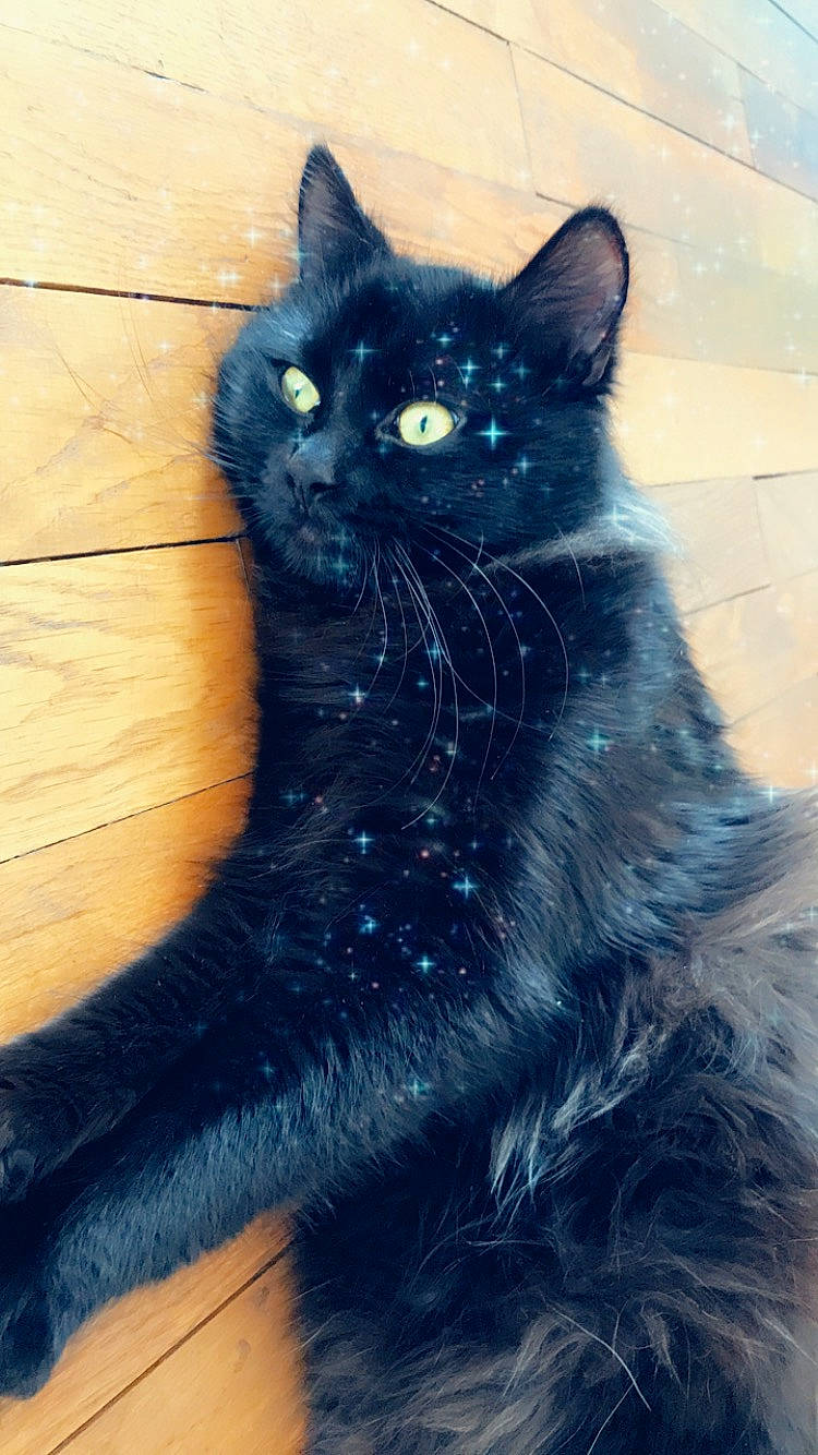 Lyon participe au concours pour gagner de l'argent avec cette photo : asian_semi_longhair, black_cat, bombay, british_longhair, british_semi_longhair, carnivore, cat, domestic_long_haired_cat, domestic_short_haired_cat, eye, felidae, fur, mammal, nebelung, norwegian_forest_cat, persian, small_to_medium_sized_cats, snout, vertebrate, whiskers