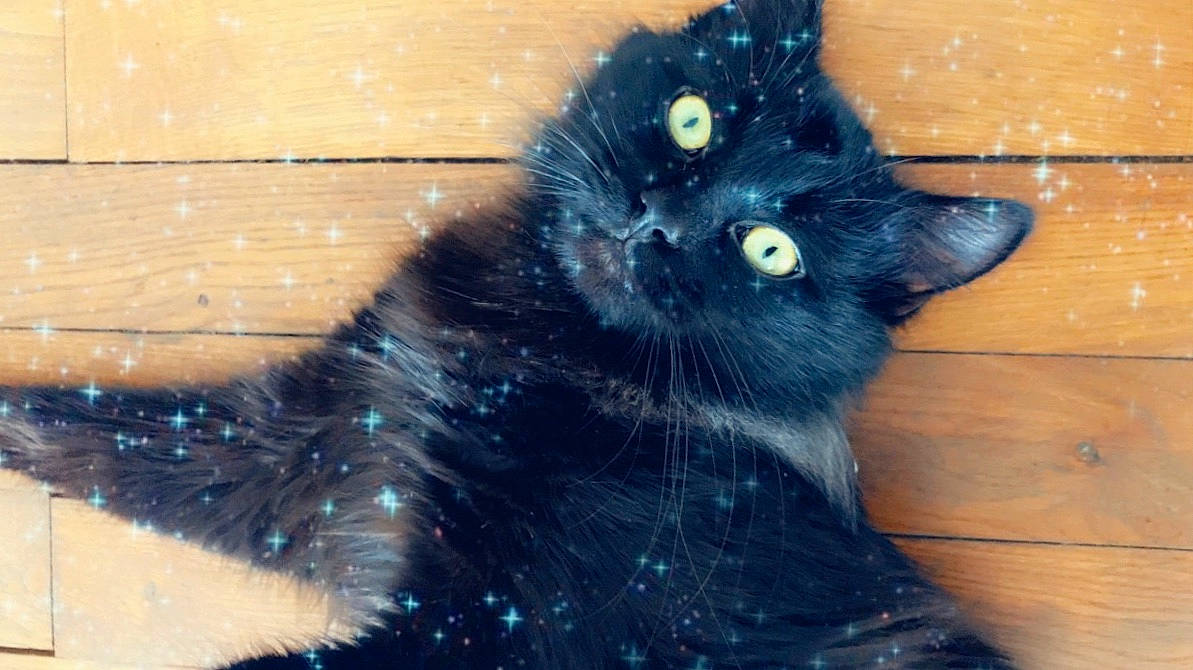 Lyon a rejoint le concours — aidez-le/la à gagner de superbes lots ! asian_semi_longhair, black, black_cat, bombay, british_longhair, carnivore, cat, domestic_long_haired_cat, domestic_short_haired_cat, eye, felidae, fur, kitten, nebelung, norwegian_forest_cat, persian, polydactyl_cat, small_to_medium_sized_cats, tail, whiskers