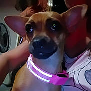 Mia is registered to the contest to win money with this photo: dog, pet, collar, pink, person, indoor, blurred_background, fan, casual, close_up, small_dog, brown_dog, reflective_collar, human, portrait, dim_lighting, candid, face_partially_visible, indoor_lighting, animal