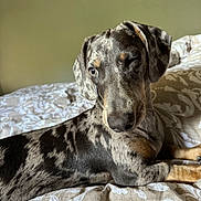 Milow participe au concours pour gagner de l'argent avec cette photo : animal, blanket, canine, couch, cushion, dog, furniture, greatdane, homedecor, hound, pet, pointer, puppy