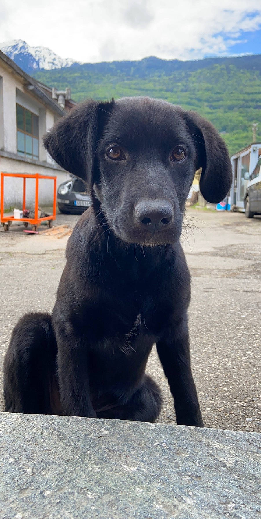 Romy participe au concours pour gagner de l'argent avec cette photo : beagador, borador, canidae, carnivore, companion_dog, dog, dog_breed, flat_coated_retriever, hunting_dog, labrador_retriever, mammal, patterdale_terrier, pointing_breed, puppy, rare_breed_dog, retriever, snout, sporting_group, street_dog, vertebrate