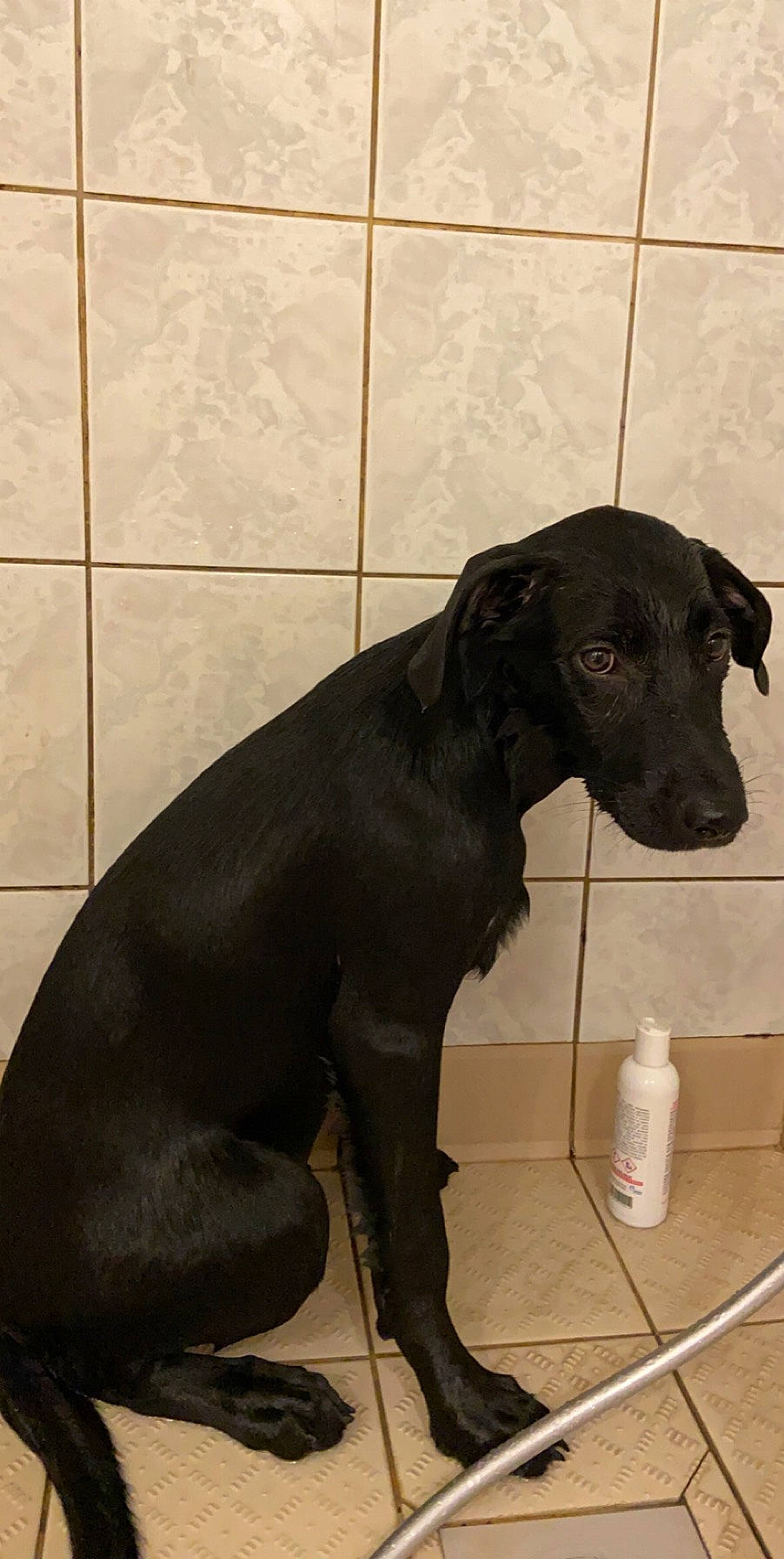 Romy participe au concours pour gagner de l'argent avec cette photo : borador, canidae, carnivore, companion_dog, dog, dog_breed, hunting_dog, labrador_retriever, patterdale_terrier, snout, sporting_group, tile, vertebrate