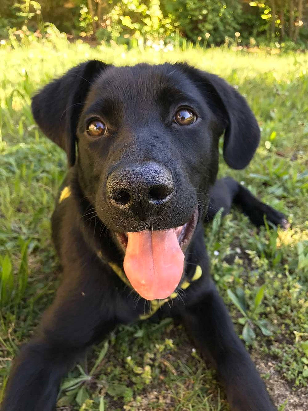 Romy a rejoint le concours — aidez-le/la à gagner de superbes lots ! beagador, blue_lacy, borador, canidae, carnivore, dog, dog_breed, flat_coated_retriever, hunting_dog, labrador_retriever, mammal, patterdale_terrier, pointing_breed, rare_breed_dog, retriever, snout, sporting_group, vertebrate