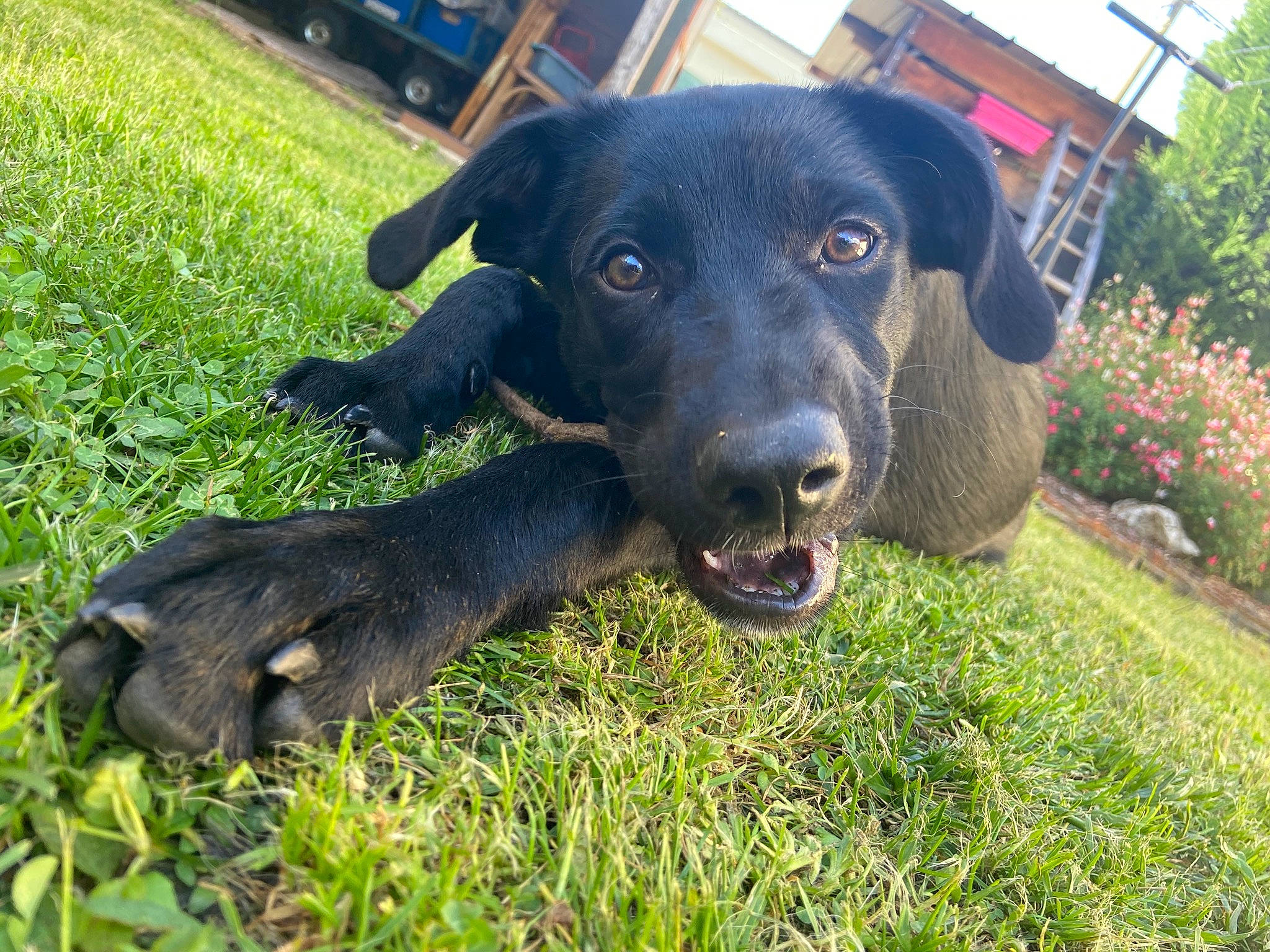 Romy participe au concours pour gagner de l'argent avec cette photo : beagador, canidae, carnivore, companion_dog, dog, dog_breed, grass, hunting_dog, labrador_retriever, mammal, patterdale_terrier, puppy, rare_breed_dog, retriever, snout, sporting_group, vertebrate