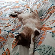 Maryannick Conan participe au concours pour gagner de l'argent avec cette photo : abyssinian, animal, bed, bedroom, blanket, cat, couch, cushion, furniture, homedecor, indoors, kitten, linen, manx, person, pet, quilt, room, siamese, sleeping