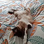 abyssinian, animal, bed, bedroom, blanket, cat, couch, cushion, furniture, homedecor, indoors, kitten, linen, manx, person, pet, quilt, room, siamese, sleeping