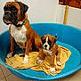 dog, boxer, puppy, adult_dog, pet, animal, blue_bed, yellow_towel, indoor, floor, tile, brown_dog, white_paws, black_mask, cute, companion, sitting, domestic, canine, resting