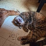 animal, brown, cat, companion, cute, dog, domestic, floor, fur, house, indoor, leg, paw, pet, relax, resting, sleeping, striped, tabby_cat, tile
