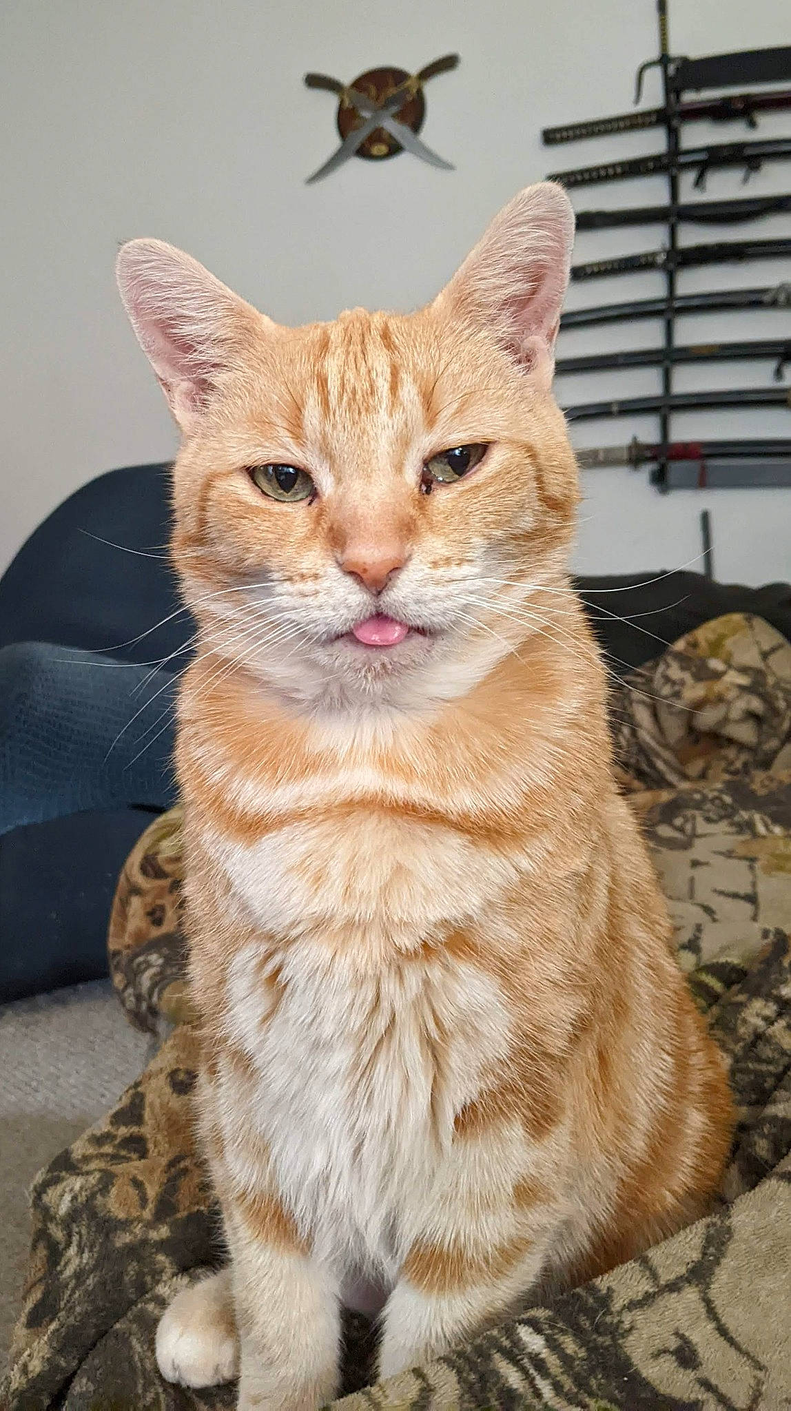 Rambo joined the competition — help win amazing prizes! art, carnivore, cat, claw, comfort, domestic_short_haired_cat, fawn, felidae, fur, paw, peach, sitting, small_to_medium_sized_cats, snout, tail, terrestrial_animal, whiskers, wildlife, window