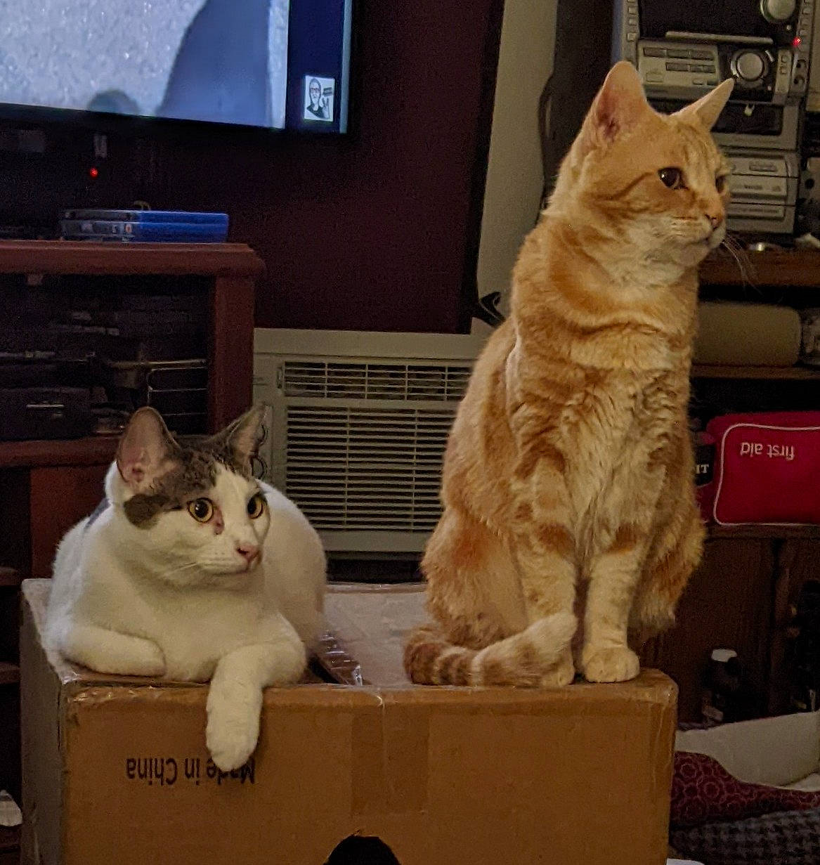 Rambo is registered to the contest to win money with this photo: box, carnivore, cat, comfort, computer_monitor, display_device, domestic_short_haired_cat, fawn, felidae, fur, home_appliance, lap, paw, small_to_medium_sized_cats, snout, tail, television, television_set, whiskers, wood