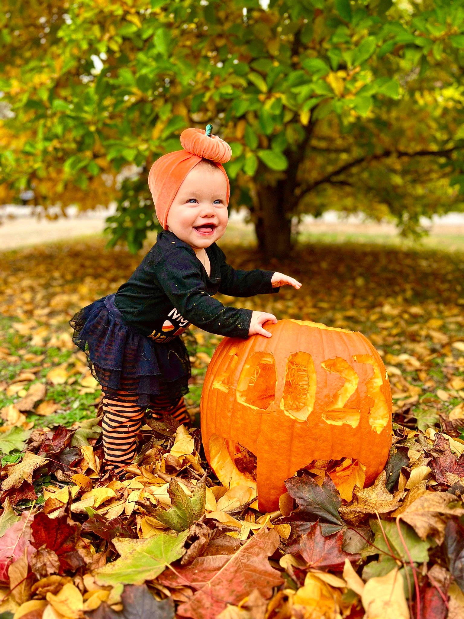 Annalise joined the competition — help win amazing prizes! botany, calabaza, child, cucurbita, deciduous, gourd, grass, happy, hat, headwear, joy, leaf, people_in_nature, person, plant, pumpkin, smile, squash, toddler, tree
