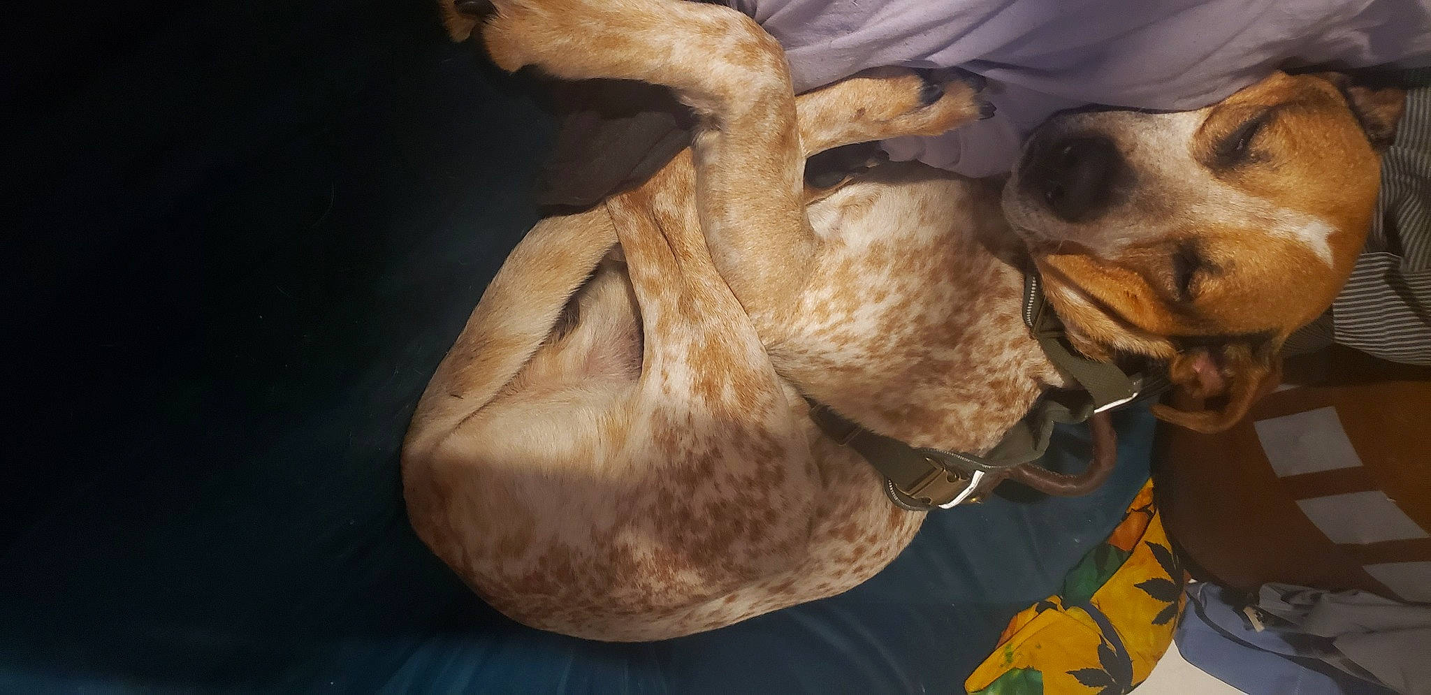 Stanley L Peafoot joined the competition — help win amazing prizes! camelid, canidae, carnivore, collar, companion_dog, dog, dog_breed, dog_collar, fawn, fur, jaw, leash, liver, pack_animal, pet_supply, snout, sporting_group, whiskers, working_animal, wrinkle