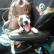 Mama Ann joined the competition — help win amazing prizes! auto_part, automotive_design, automotive_exterior, baby_carriage, baby_products, bulldog, car_seat, car_seat_cover, carnivore, comfort, companion_dog, dog, dog_breed, fawn, head_restraint, motor_vehicle, seat_belt, toy_dog, vehicle, vehicle_door