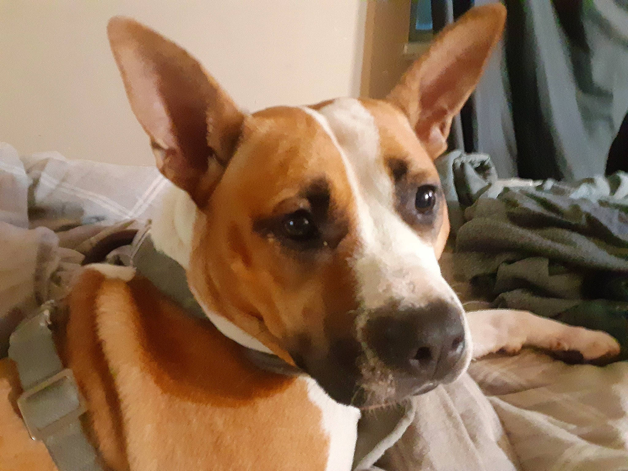 Mama Ann joined the competition — help win amazing prizes! ancient_dog_breeds, canidae, carnivore, collar, comfort, companion_dog, dog, dog_breed, dog_supply, ear, fawn, fur, hound, non_sporting_group, snout, sporting_group, terrestrial_animal, toy_dog, whiskers, working_animal