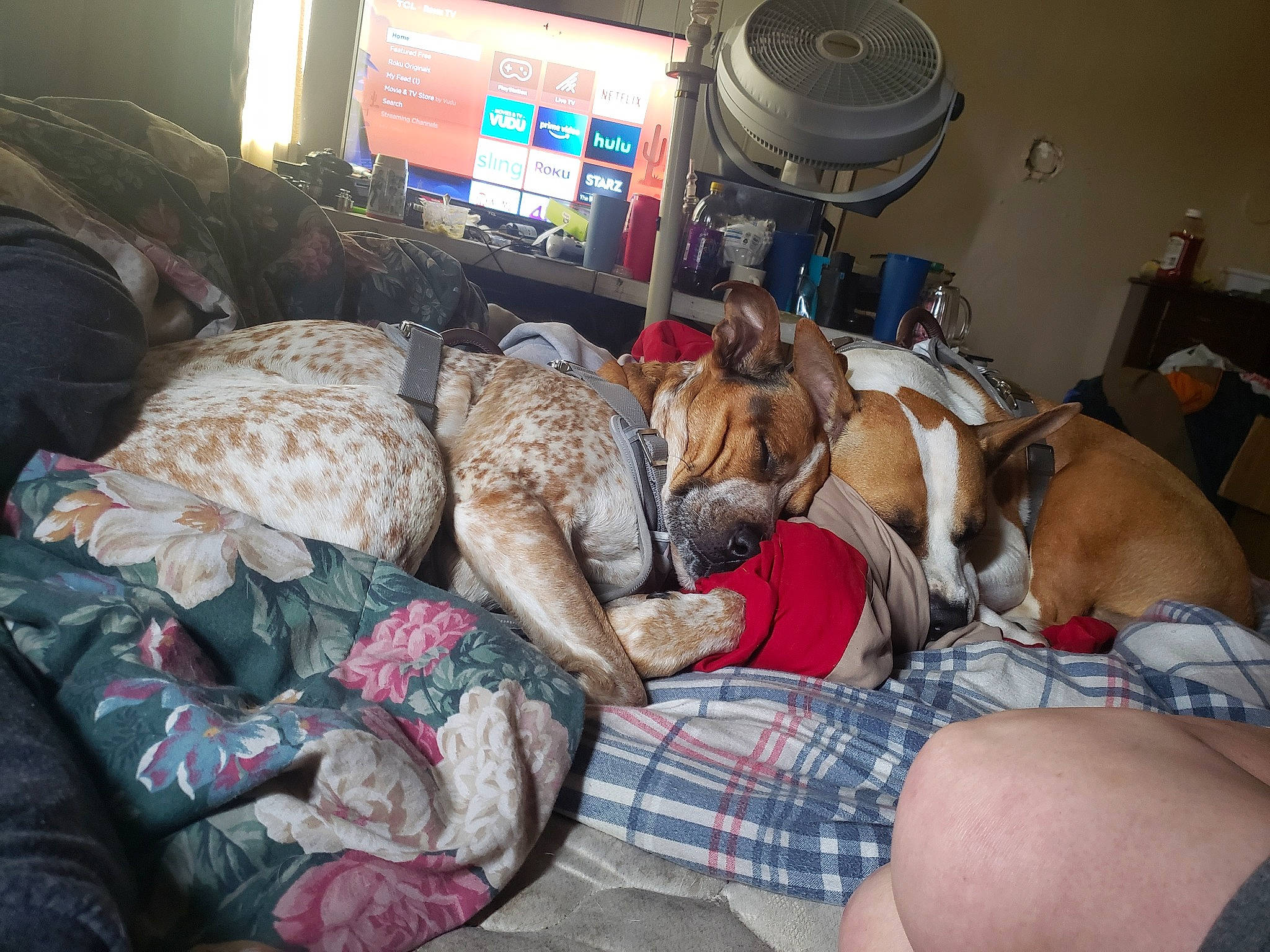 Mama Ann joined the competition — help win amazing prizes! canidae, carnivore, comfort, companion_dog, couch, dog, dog_breed, fawn, fur, lap, linens, nap, pattern, personal_computer, plaid, room, sleep, sporting_group, tartan, television