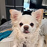 Snowball is registered to the contest to win money with this photo: animal, big_ears, blanket, chihuahua, close_up, collar, companion, curly_fur, cute, dog, domestic, fur, indoor, pet, portrait, small_dog, sofa, tag, tongue_out, white_fur