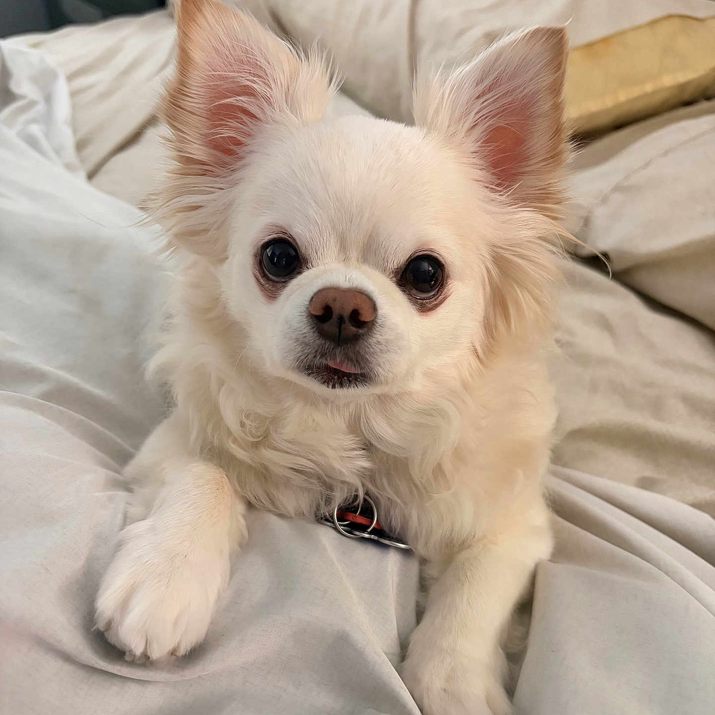 Snowball