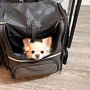 Snowball is registered to the contest to win money with this photo: animal, black_bag, chair, chihuahua, cozy, curious, cute, dog, ears, face, floor, fur, home, indoor, peeking, pet, small_dog, travel_bag, wooden_floor, zipper