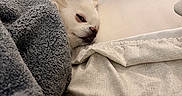 Snowball is registered to the contest to win money with this photo: animal, bed, blanket, canine, comfort, cozy, cute, dog, fur, home, indoor, nap, pet, pillow, relaxation, resting, sleeping, small_dog, soft_texture, white_dog