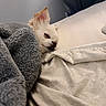 animal, bed, blanket, canine, comfort, cozy, cute, dog, fur, home, indoor, nap, pet, pillow, relaxation, resting, sleeping, small_dog, soft_texture, white_dog