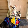Snowball is registered to the contest to win money with this photo: animal, bag, collar, colorful_bag, curious, dog, door, doormat, fabric, fur, home, leash, looking, outdoor, pet, porch, sitting, small_dog, tag, white_dog