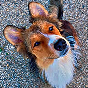 Max participe au concours pour gagner de l'argent avec cette photo : dog, canine, pet, ears, fur, curious, outdoor, grass, pathway, pebble, animal, mammal, looking_up, cute, friendly, brown, white, black, portrait, fluffy