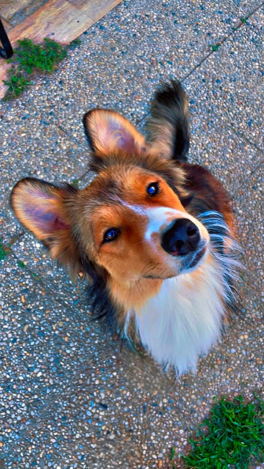 Max participe au concours pour gagner de l'argent avec cette photo : dog, canine, pet, ears, fur, curious, outdoor, grass, pathway, pebble, animal, mammal, looking_up, cute, friendly, brown, white, black, portrait, fluffy