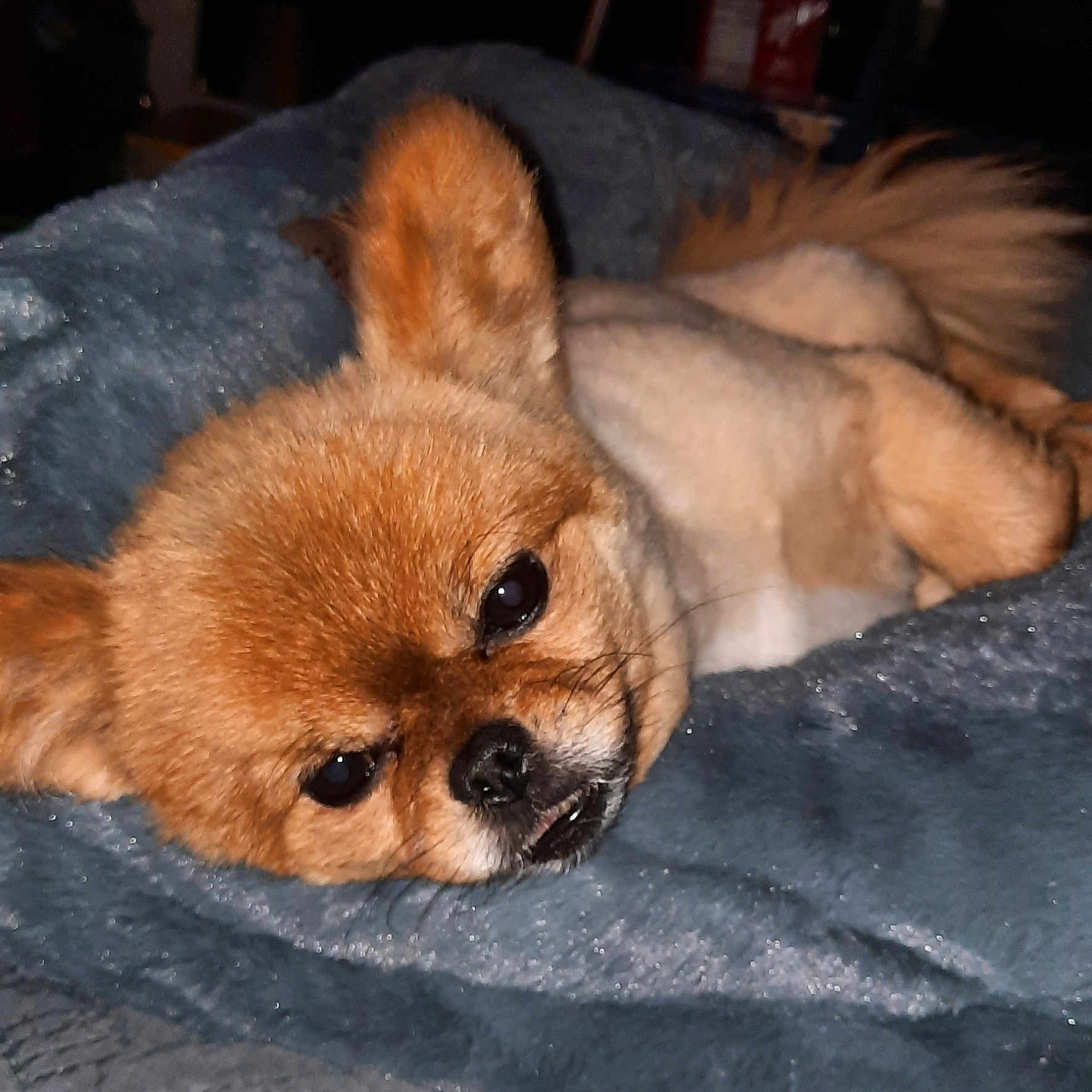 Boppie joined the competition — help win amazing prizes! animal, blanket, blue_blanket, close_up, companion, cute, dog, ears, face, fluffy_fur, fur, indoor, lying_down, nose, pet, relaxed, resting, sleepy, small_dog, tail