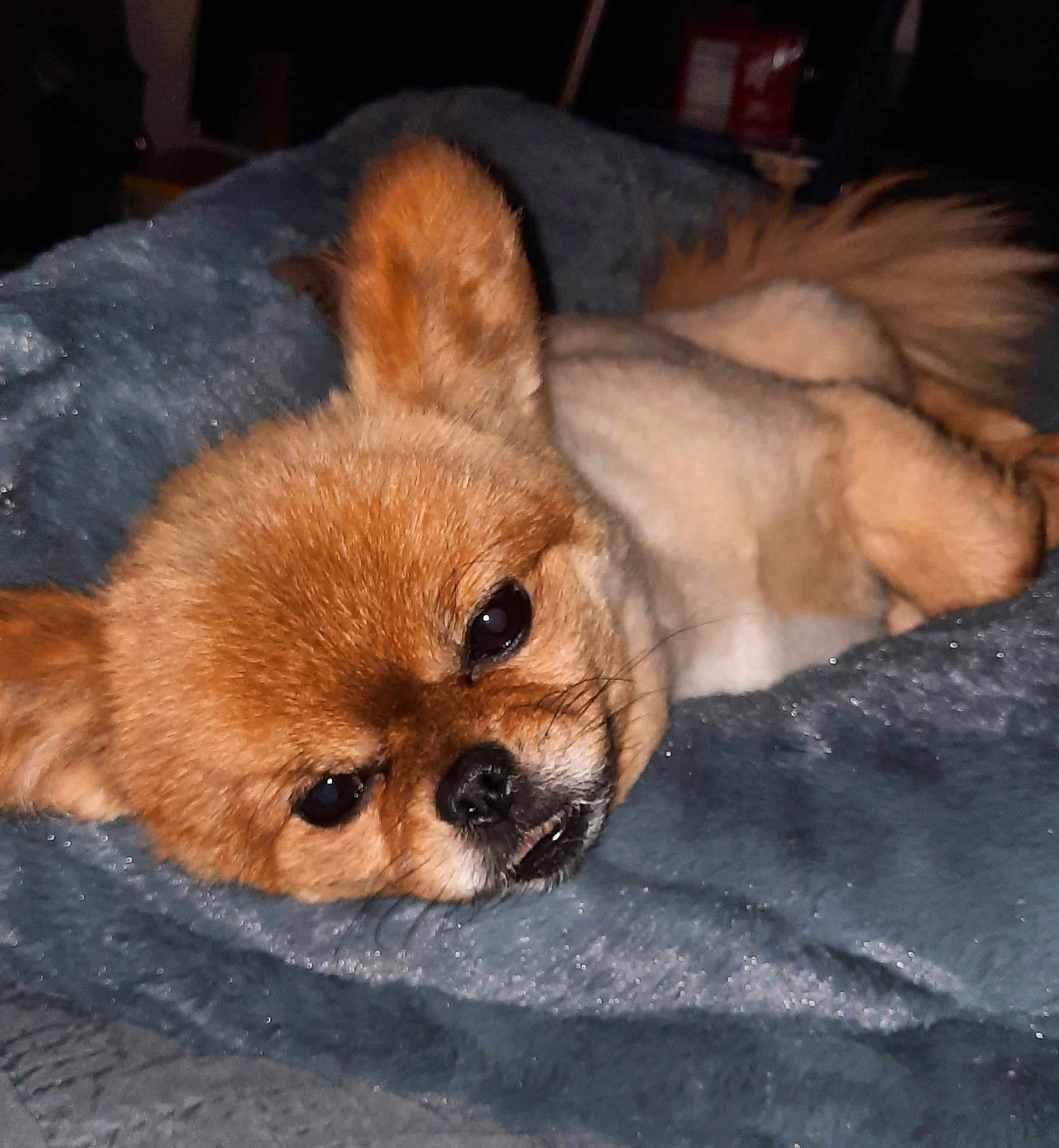 Boppie joined the competition — help win amazing prizes! animal, blanket, blue_blanket, close_up, companion, cute, dog, ears, face, fluffy_fur, fur, indoor, lying_down, nose, pet, relaxed, resting, sleepy, small_dog, tail