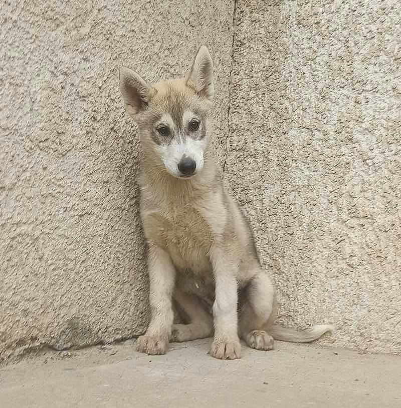 Sweden a rejoint le concours — aidez-le/la à gagner de superbes lots ! carnivore, companion_dog, dog, dog_breed, fawn, foot, fur, kit_fox, paw, snout, soil, tail, terrestrial_animal, whiskers, wildlife