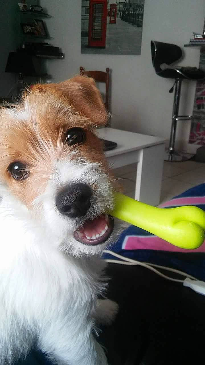 Bobi a rejoint le concours — aidez-le/la à gagner de superbes lots ! biewer_terrier, canidae, carnivore, cavachon, companion_dog, dog, dog_breed, jack_russell_terrier, kromfohrlander, mammal, parson_russell_terrier, puppy, rare_breed_dog, russell_terrier, small_terrier, snout, sporting_group, sporting_lucas_terrier, terrier, vertebrate