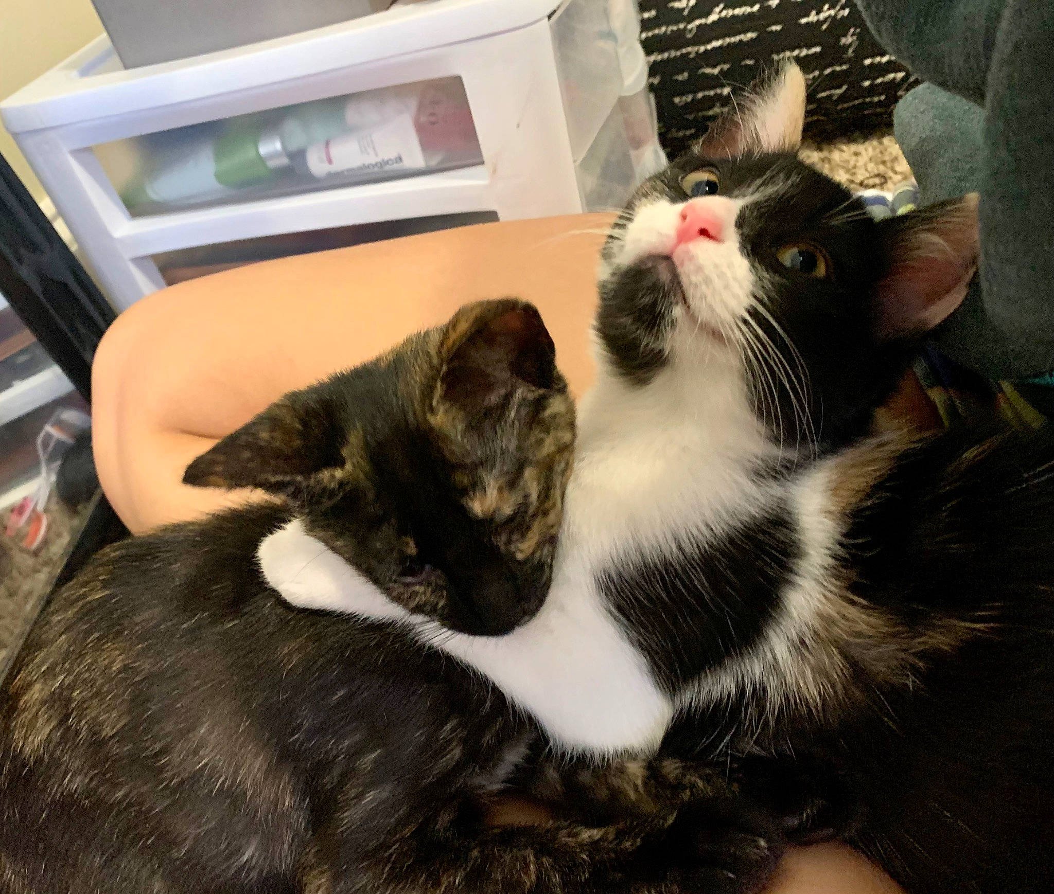 Avery is registered to the contest to win money with this photo: carnivore, cat, claw, comfort, domestic_short_haired_cat, felidae, fur, home_appliance, kitchen_appliance, mammal, paw, pet_supply, small_to_medium_sized_cats, tail, whiskers