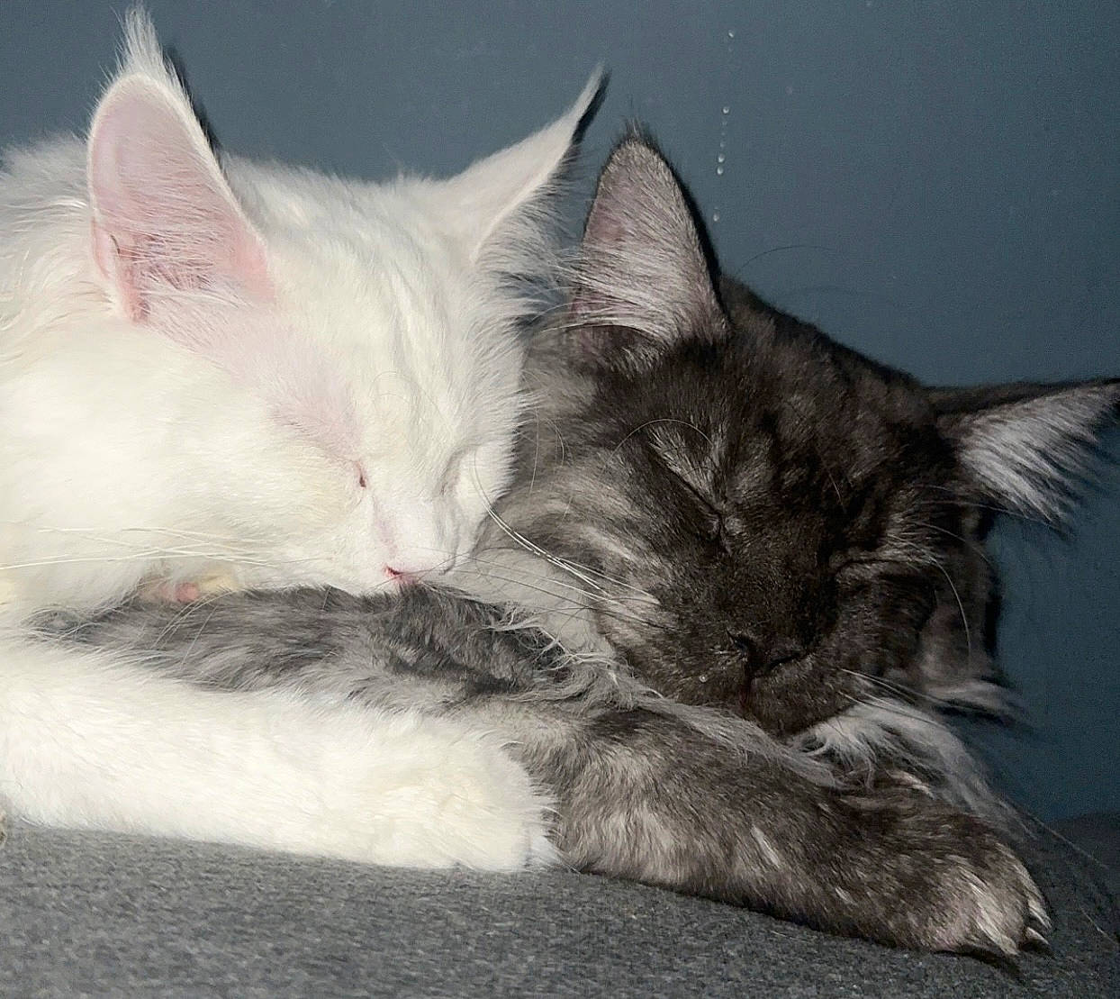 Damascus is registered to the contest to win money with this photo: carnivore, cat, claw, comfort, domestic_short_haired_cat, felidae, fur, grey, nap, paw, sleep, small_to_medium_sized_cats, snout, tail, whiskers