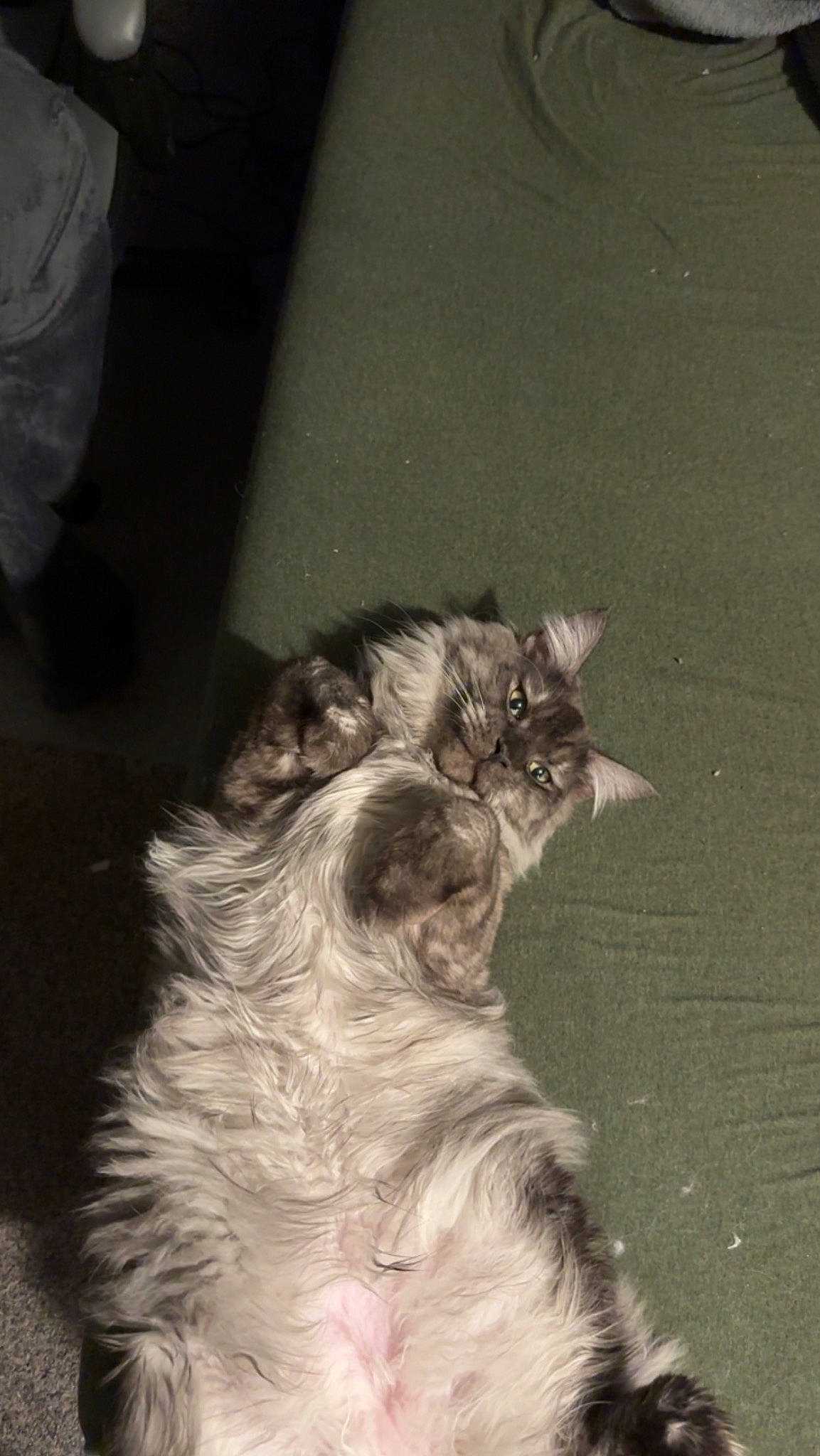 Damascus is registered to the contest to win money with this photo: carnivore, cat, dog_breed, eye, fang, felidae, fur, grass, monochrome, monochrome_photography, paw, small_to_medium_sized_cats, snout, tail, terrestrial_animal, whiskers, window