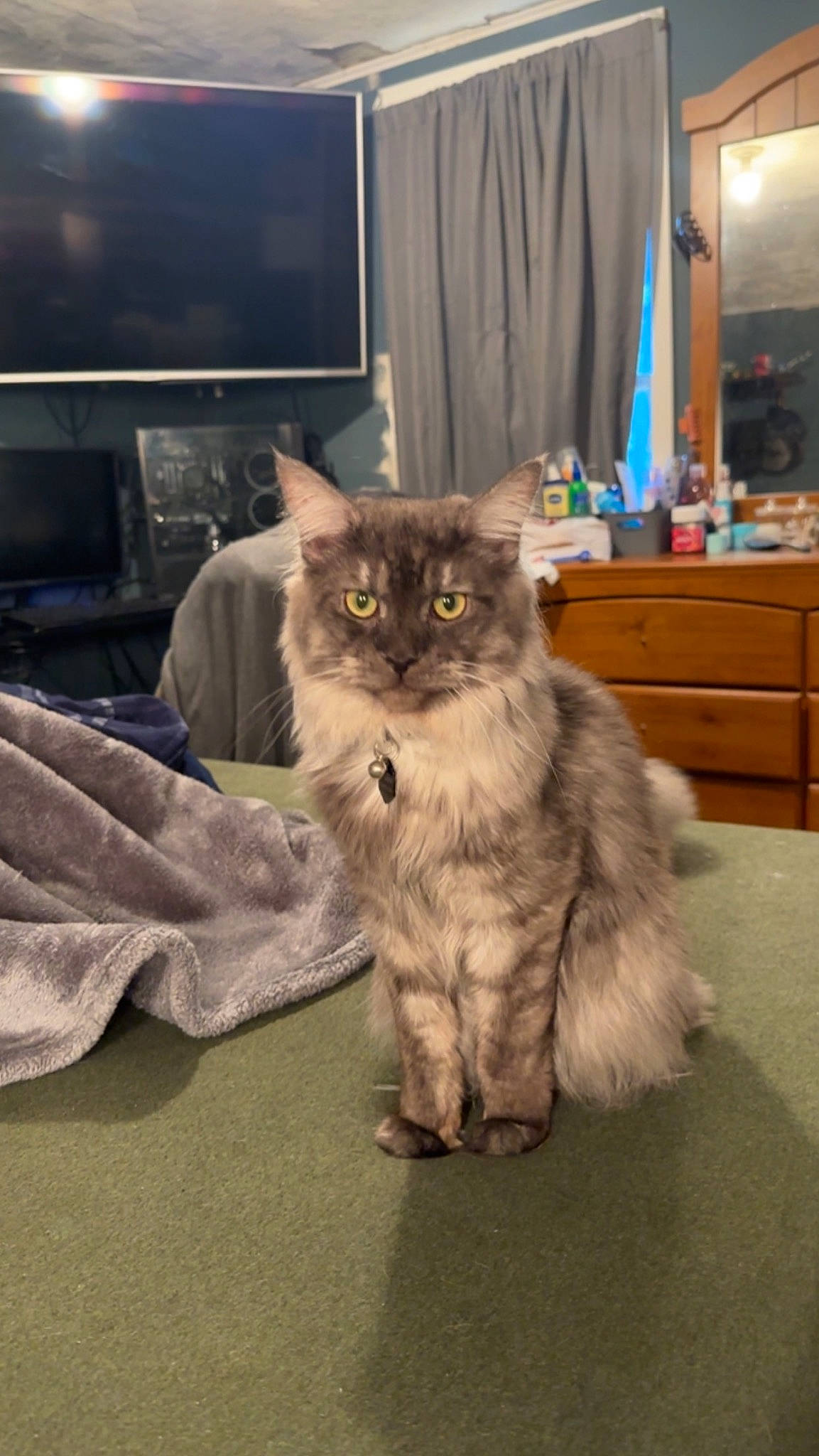 Damascus joined the competition — help win amazing prizes! british_longhair, cabinetry, carnivore, cat, comfort, curtain, domestic_short_haired_cat, drawer, felidae, fur, grey, hardwood, home_appliance, paw, picture_frame, small_to_medium_sized_cats, tail, television, terrestrial_animal, whiskers