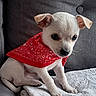 Lûna participe au concours pour gagner de l'argent avec cette photo : puppy, dog, red_bandana, white_fur, couch, blanket, pet, small_dog, indoor, cute, young_dog, sitting, fur, animal, companion, domestic_animal, canine, adorable, looking, cozy