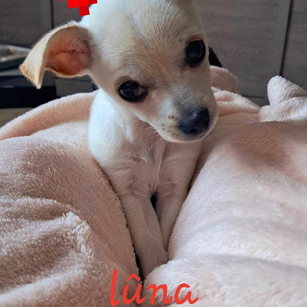 Lûna