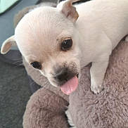 Lûna a rejoint le concours — aidez-le/la à gagner de superbes lots ! puppy, dog, white, tongue, cute, pet, animal, closeup, fur, bed, fluffy, small, ears, nose, eyes, indoor, playful, adorable, young, canine