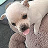 puppy, dog, white, tongue, cute, pet, animal, closeup, fur, bed, fluffy, small, ears, nose, eyes, indoor, playful, adorable, young, canine