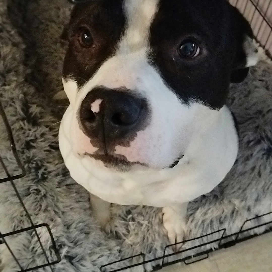 Yusko a rejoint le concours — aidez-le/la à gagner de superbes lots ! animal, bostonbull, boxer, bulldog, canine, den, dog, doghouse, frenchbulldog, hound, husky, indoors, kennel, labradorretriever, pet, pitbull, pointer, puppy, snout, terrier