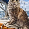 animal, boat, cat, clouds, feline, fluffy, marine, mast, nature, nautical, ocean, outdoor, pet, rope, sailboat, sky, summer, travel, water, wood